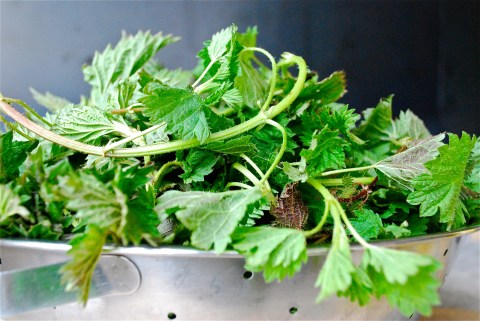 stinging nettle soup, vegan soup, vgourmet, ruth richardson